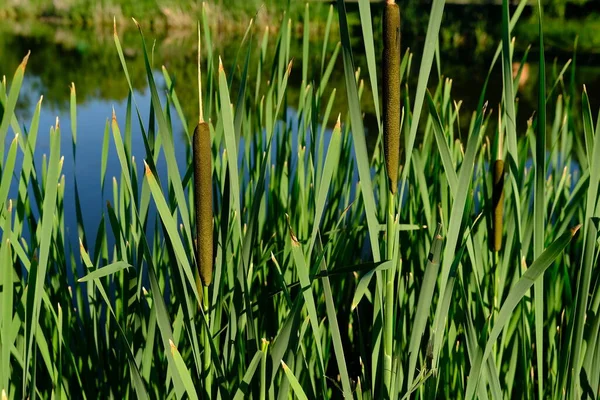 Green Reeds Hanging Water Sparkling Shimmering Sun Close Blurred Background Imagens Royalty-Free