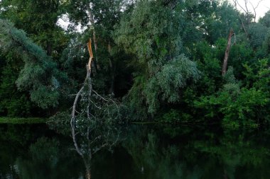 Şehir parkındaki ya da yazları bahçedeki ince kasırga.