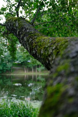 Ağacın eski kabuğunu dal ve yaprakla kapatın..