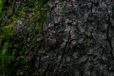 Ağacın kabuğu biraz yosun ile