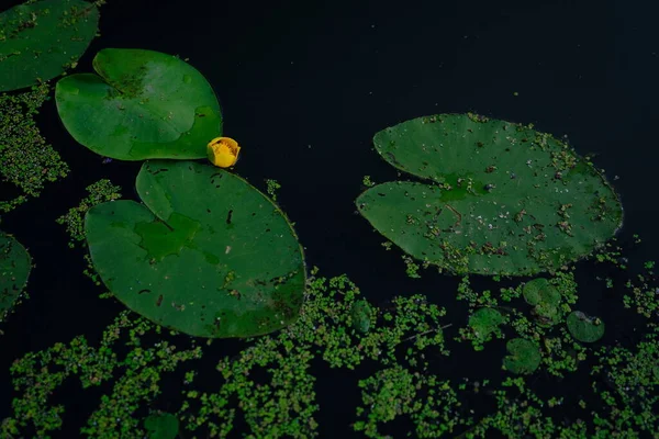Top View Water Lilies Yellow Flowers Pond — Photo