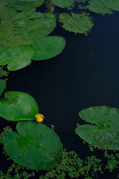 Top View Water Lilies Yellow Flowers Pond — Photo