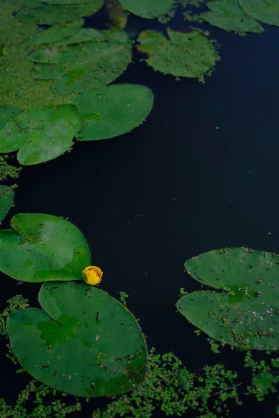 Top view of water lilies with yellow flowers in a pond.