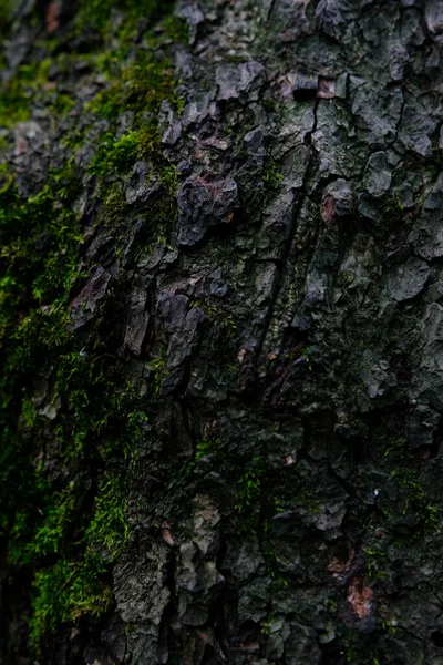 Bark Tree Some Moss — Foto Stock