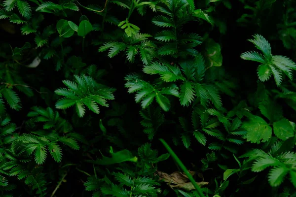 Ferns in the forest Beautiful ferns leaves green foliage. Close up of beautiful growing ferns in the forest. Natural floral fern background in sunlight