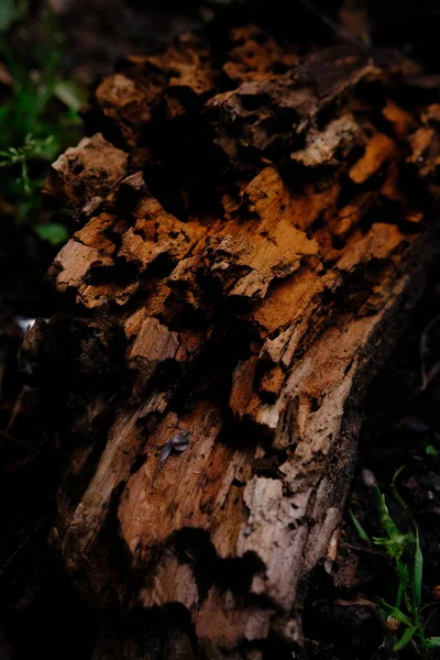 Termite Eaten Wood Closeup Summer Forest Traces Slug — Foto Stock