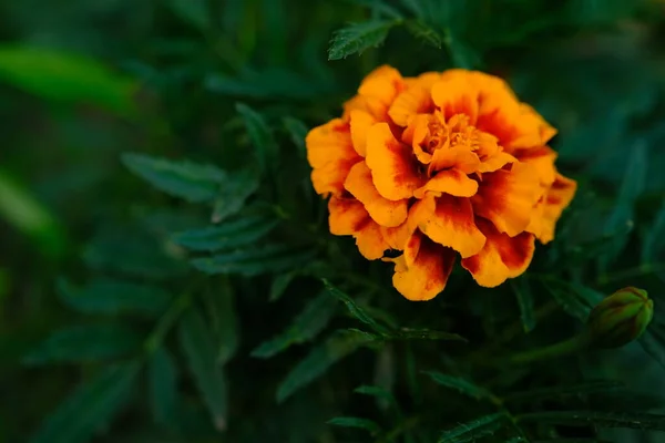 Las Caléndulas Parterre Florecieron Maravillosamente Flores Brillantes Sobre Fondo Verde —  Fotos de Stock