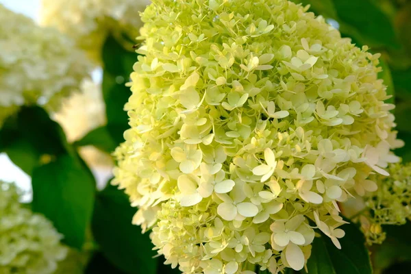 Bouquet Aus Weißen Hortensien Blüte Morgen Garten Und Grünem Hintergrund — Stockfoto