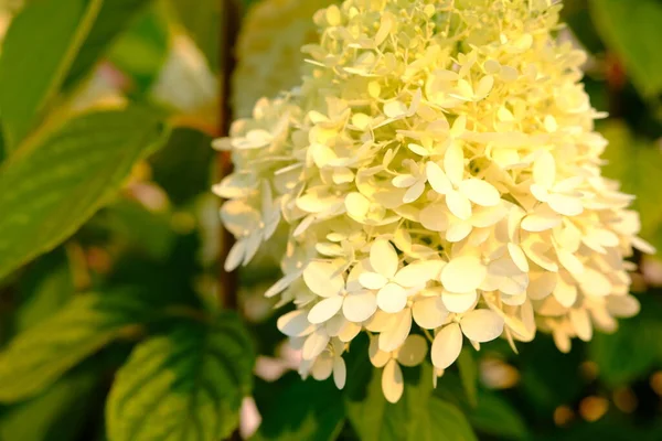 Bukiet Biały Kwiat Hortensji Ogrodzie Rano Zielonym Tle — Zdjęcie stockowe