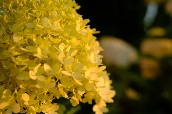 Ramo Flor Hortensia Blanca Jardín Mañana Fondo Verde —  Fotos de Stock