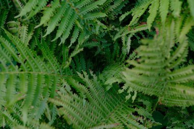 Beautiful fern leaf texture in nature. Natural ferns blurred background. Fern leaves Close up. Fern plants in forest. Background nature concept