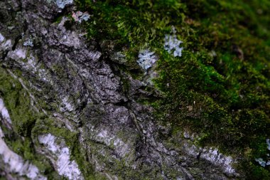 green bark background with moss on the bark.