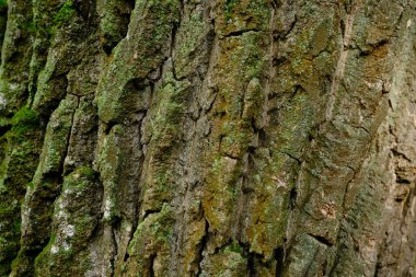 green bark background with moss on the bark.