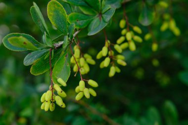 Baharda yeşil yaprakları ve küçük sarı çiçekleri olan böğürtlen çalısı. Çalı dalları ve taze yapraklar. Arkaplan resmi. Berberiler, genellikle böğürtlen olarak bilinir.