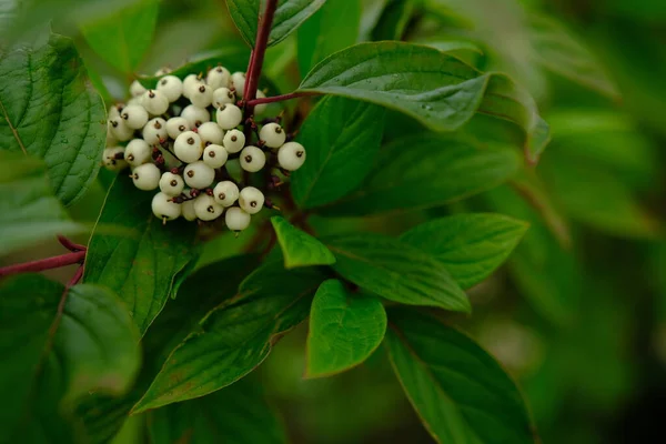 White Berries Cornus Alba Sibirica Selective Blur — Stockfoto