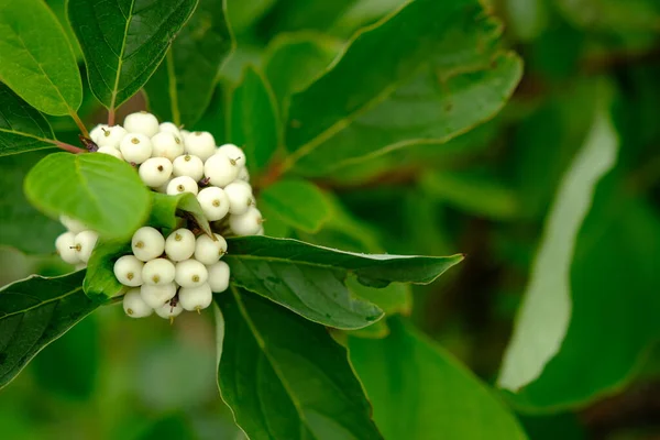 White Berries Cornus Alba Sibirica Selective Blur — Stockfoto