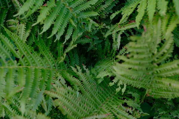Beautiful Fern Leaf Texture Nature Natural Ferns Blurred Background Fern — Stock Photo, Image