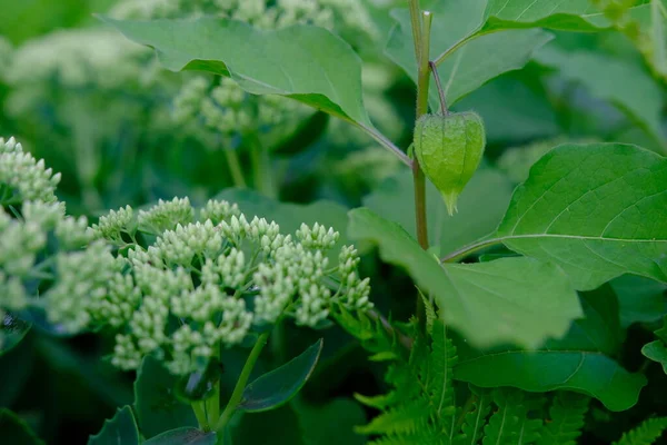 Açık kırmızı turuncu çiçekli Physalis bitkisi ve siyah arka planda yeşil yapraklar..