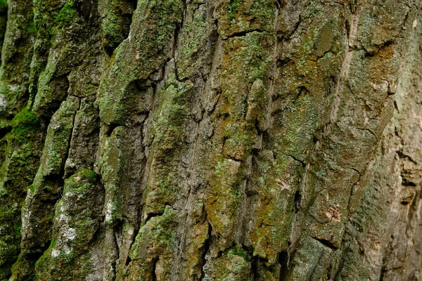 Green Bark Background Moss Bark — Fotografia de Stock