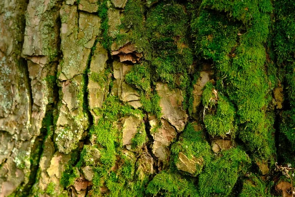 Green Bark Background Moss Bark — Fotografia de Stock