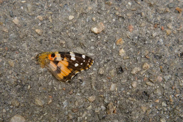 Photo Butterfly Died Because Run Motorist Asphalt Road — Stok fotoğraf