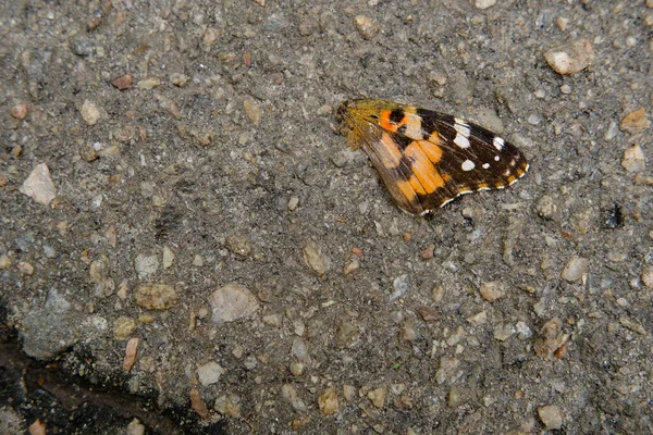 Photo Butterfly Died Because Run Motorist Asphalt Road — Stockfoto