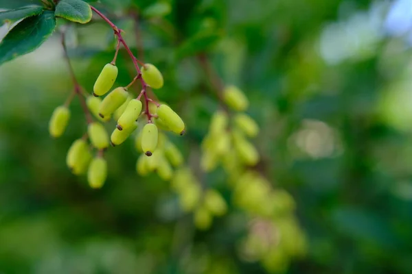 新鮮な緑の葉と小さな黄色の花を持つ春のイチゴのブッシュ 若い葉を持つ茂みの枝 背景画像 ベルベリス Berberis 通称バーバリー — ストック写真