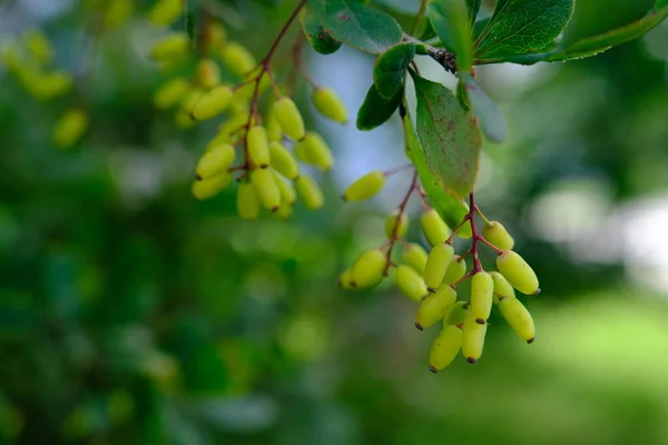 新鮮な緑の葉と小さな黄色の花を持つ春のイチゴのブッシュ 若い葉を持つ茂みの枝 背景画像 ベルベリス Berberis 通称バーバリー — ストック写真