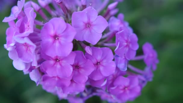 Буш Квітів Phlox Paniculata Pink Flame Саду Сонячний День — стокове відео