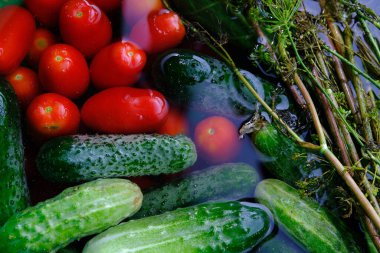 The cucumbers, tomatoes, and dill are ready for pickling once they have been picked