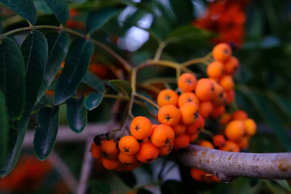 Cluster Ripening Rowan Berries Nature Bokeh High Quality Photo — Stock fotografie