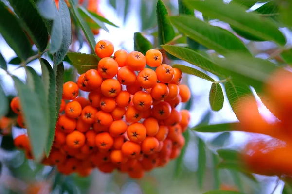 Cluster of ripening rowan berries, nature bokeh. High quality photo.