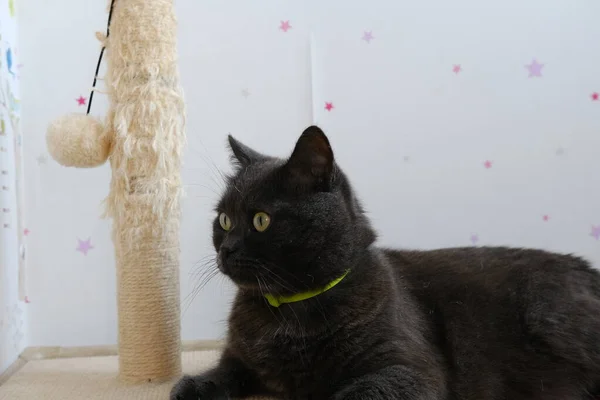 gray shorthair british cat with biege rope post with ball.