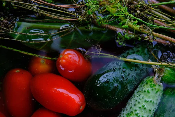 The cucumbers, tomatoes, and dill are ready for pickling once they have been picked