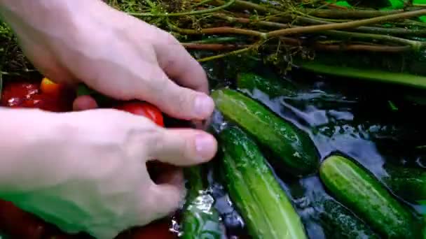 Fresh Vegetables Sink Water Tomatoes Cucumbers Dill Large Cleaning Vegetables — Stock Video