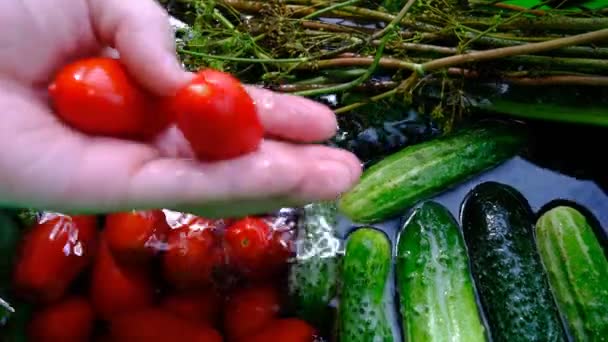 Fresh Vegetables Sink Water Tomatoes Cucumbers Dill Large Cleaning Vegetables — Vídeo de Stock