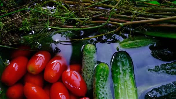 Свіжі Овочі Раковині Під Водою Помідори Огірки Кріп Великий Очищення — стокове відео