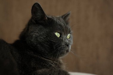 British shorthair cat head closeup with green eyes on brown background.