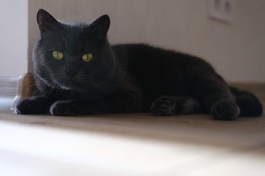 British shorthair cat head closeup with green eyes on brown background.