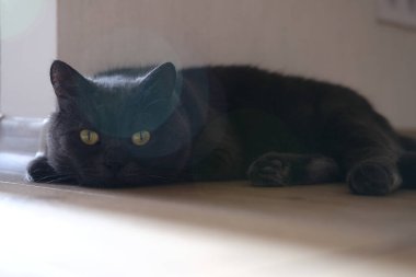 British shorthair cat head closeup with green eyes on brown background.