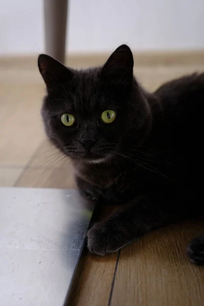 British shorthair cat head closeup with green eyes on brown background.