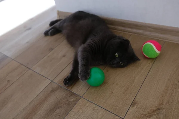 British Shorthair cat watching her colorful ball.