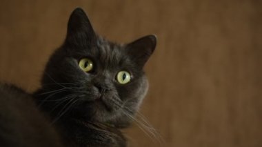 British shorthair cat head closeup with green eyes on brown background.