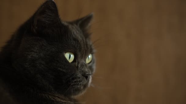 British Shorthair Cat Head Closeup Green Eyes Brown Background — 비디오