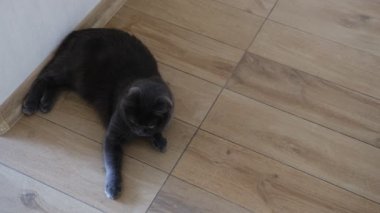 British Shorthair cat watching her colorful ball and play it.