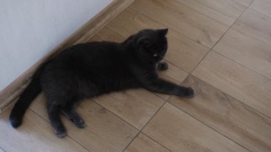 British Shorthair cat watching her colorful ball and play it.