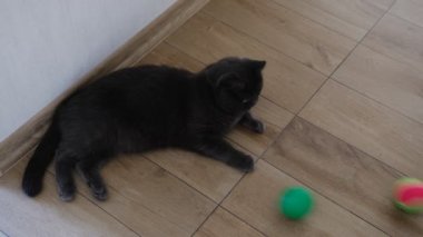 British Shorthair cat watching her colorful ball and play it.