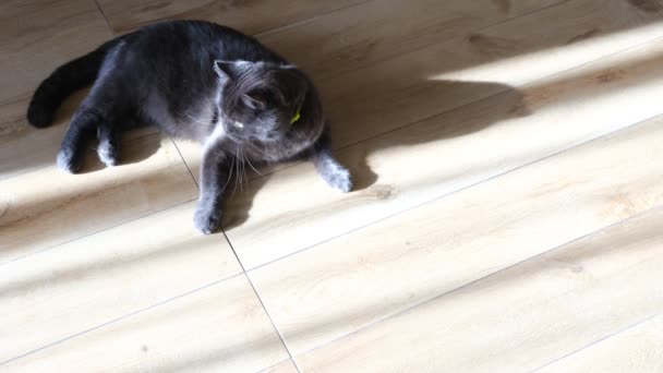 British Shorthair Cat Watching Her Colorful Ball Play — Stock Video