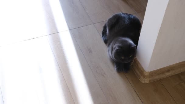 British Shorthair Cat Watching Her Colorful Ball Play — Stock video