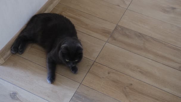 British Shorthair Cat Watching Her Colorful Ball Play — Video